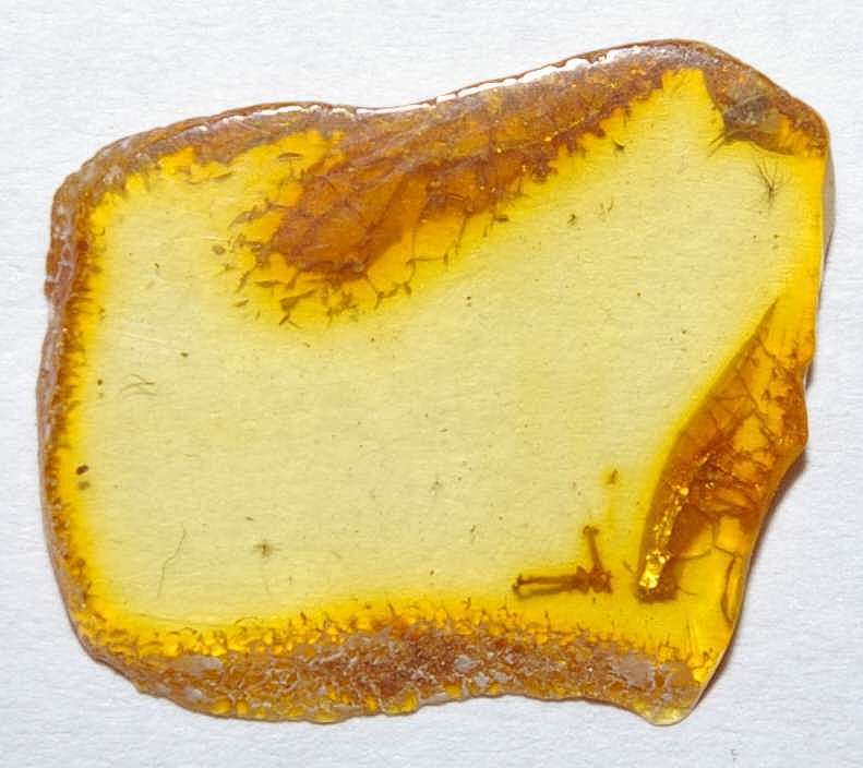 Aphis in amber stone