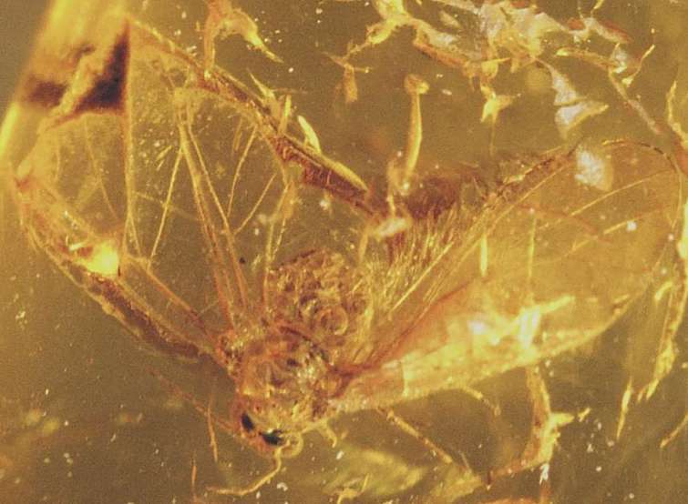 Fossil Aphis Mindarus