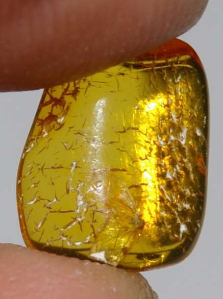 fossil greenfly in amber stone