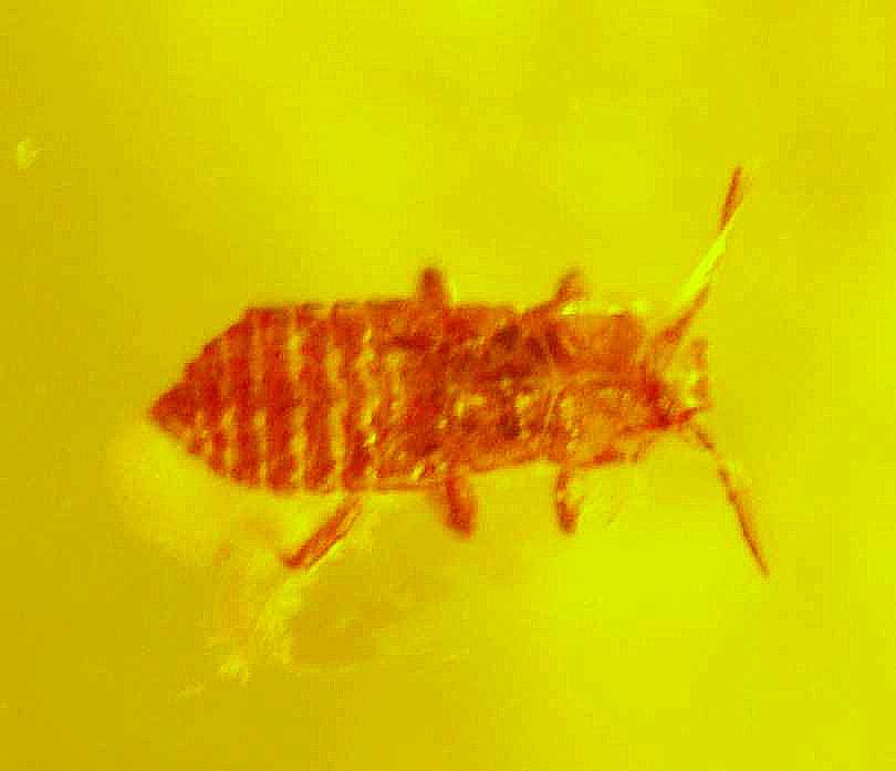 Fossil Fossil Aphis