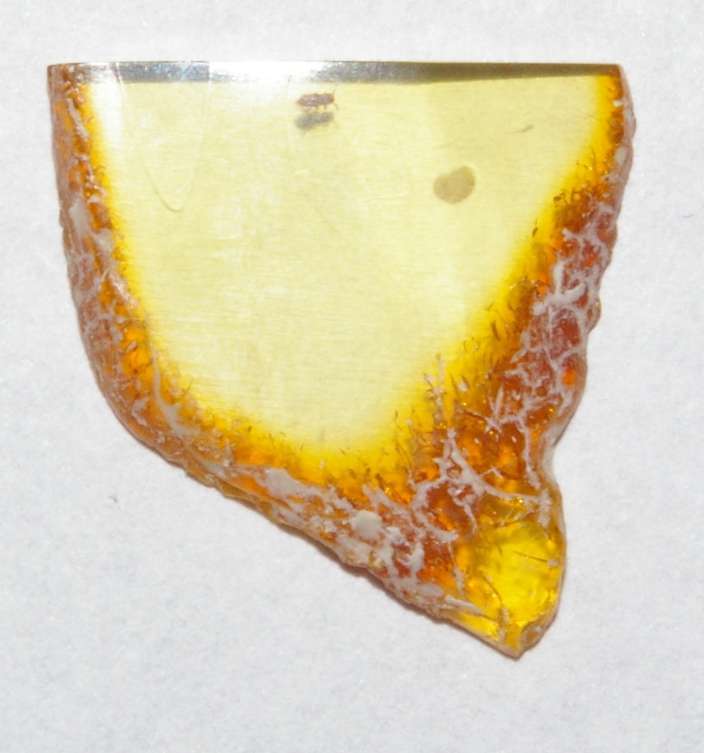 fossil greenfly in amber stone