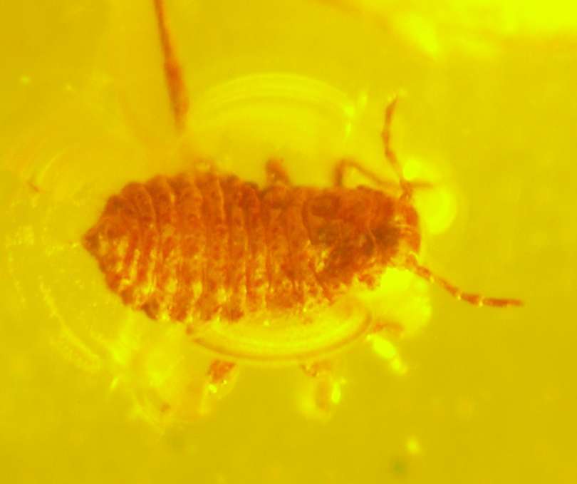 Fossil Fossil Aphis