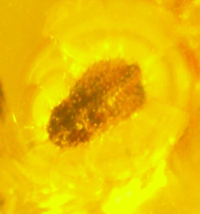 Fossil Fossil Aphis
