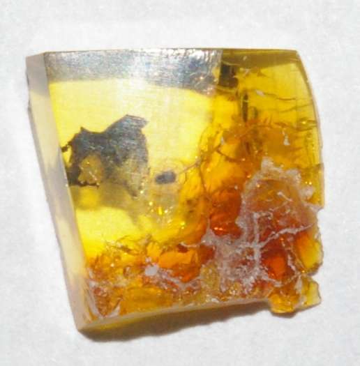 fossil greenfly in amber stone