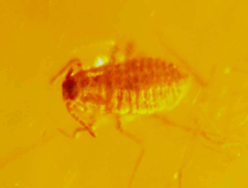 Fossil Fossil Aphis