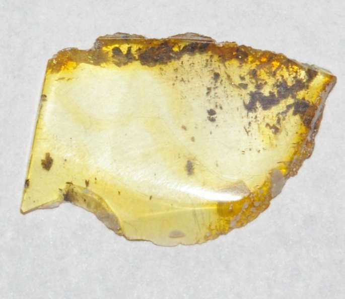 fossil greenfly in amber stone