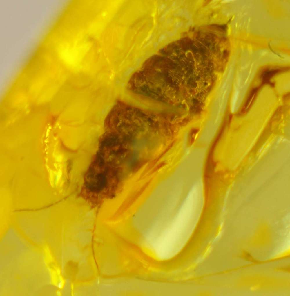 Electrocornia sp