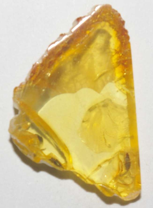 fossil greenfly in amber stone