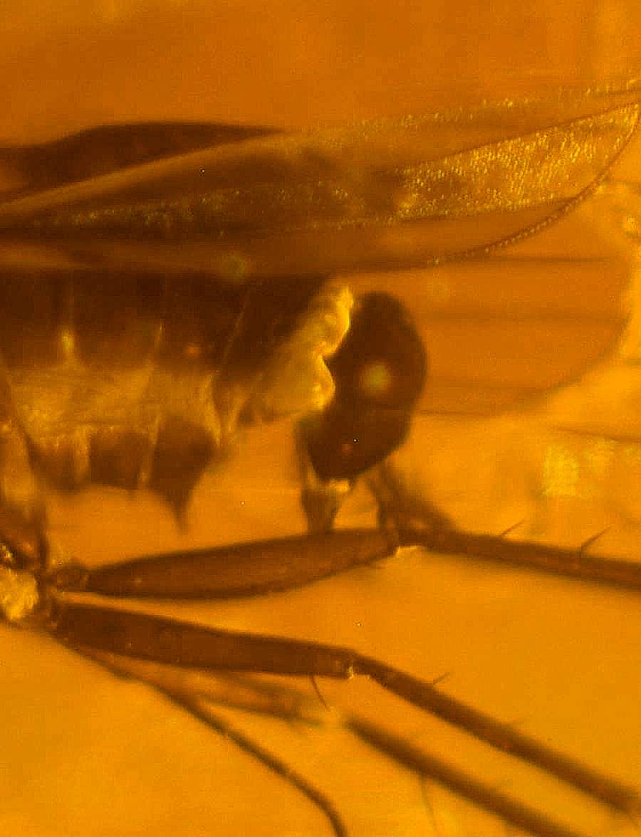 fly in Baltic amber
