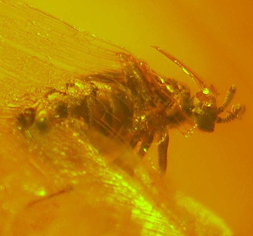 rare Fossil Fly.jpg
