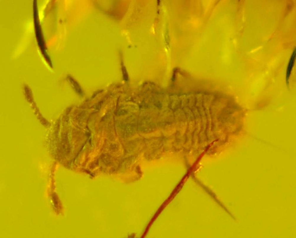 Fossil Aphis