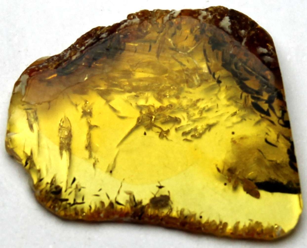 Fossil Aphis