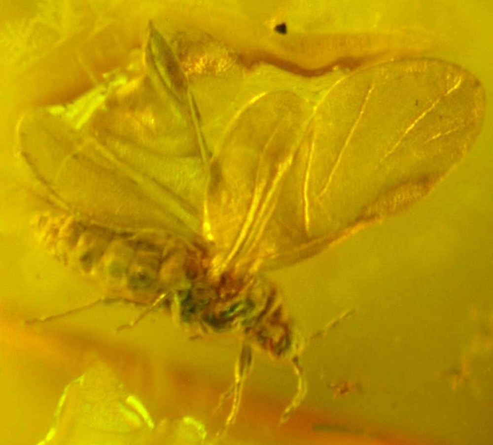 Fossil Aphis