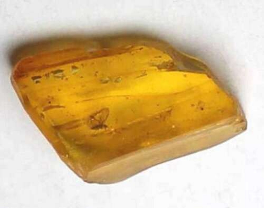 Fossil Aphis