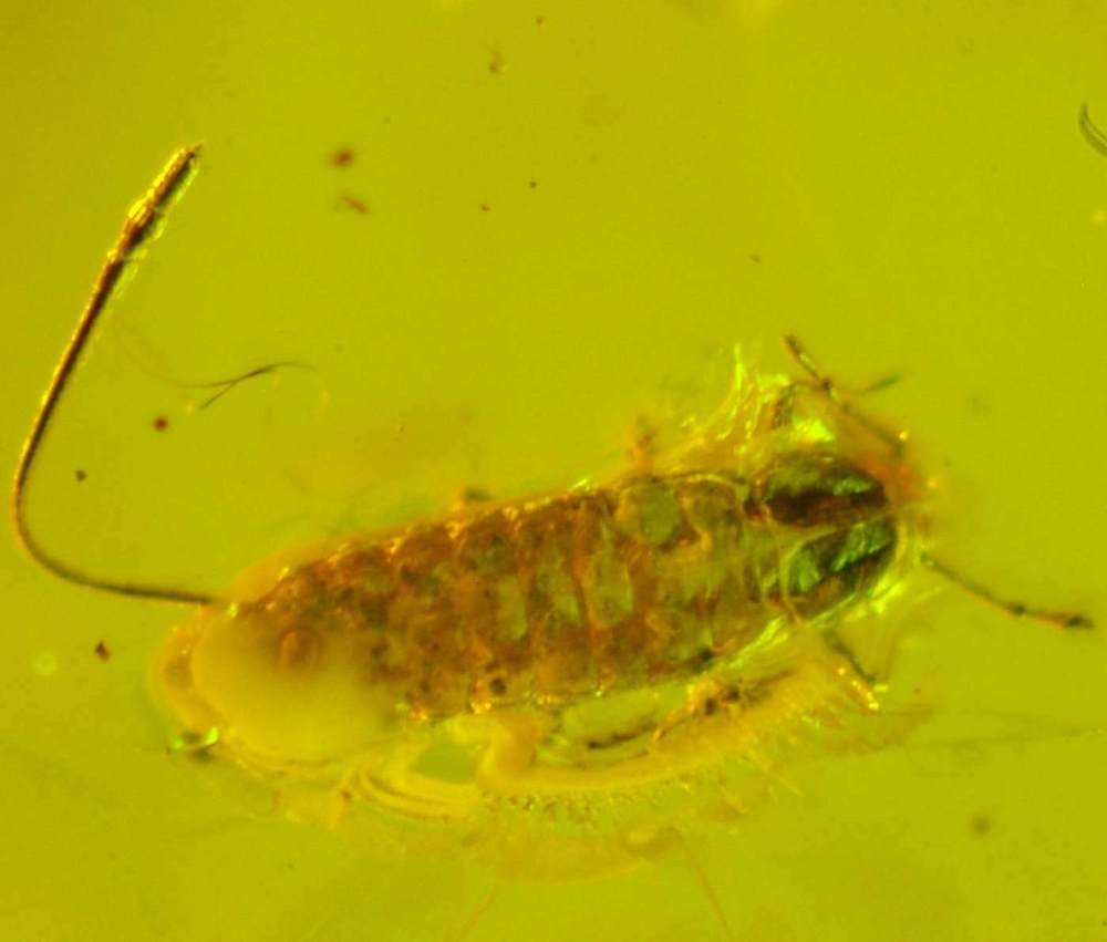 Fossil Aphis