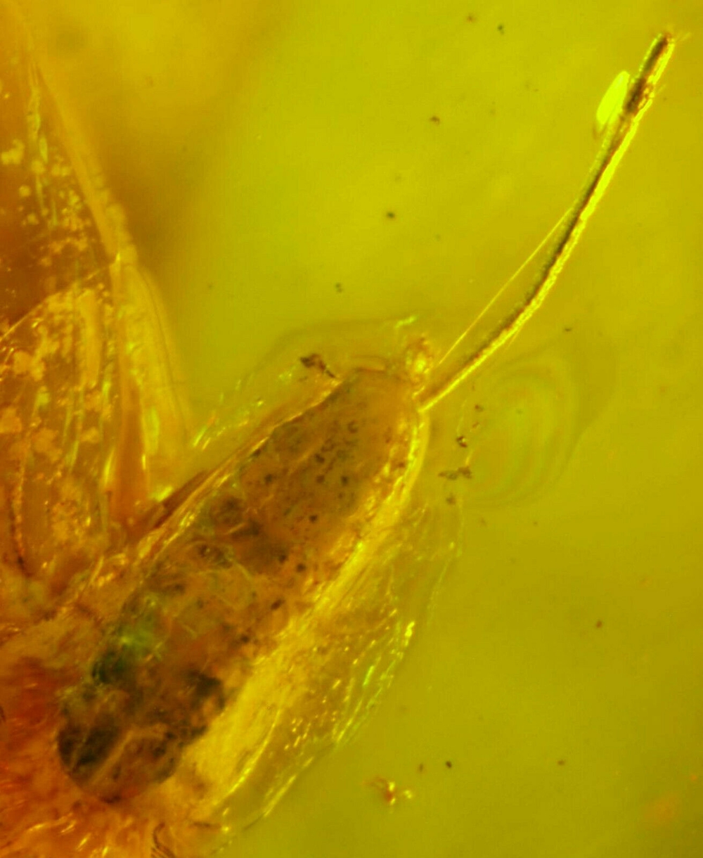 Fossil Aphis