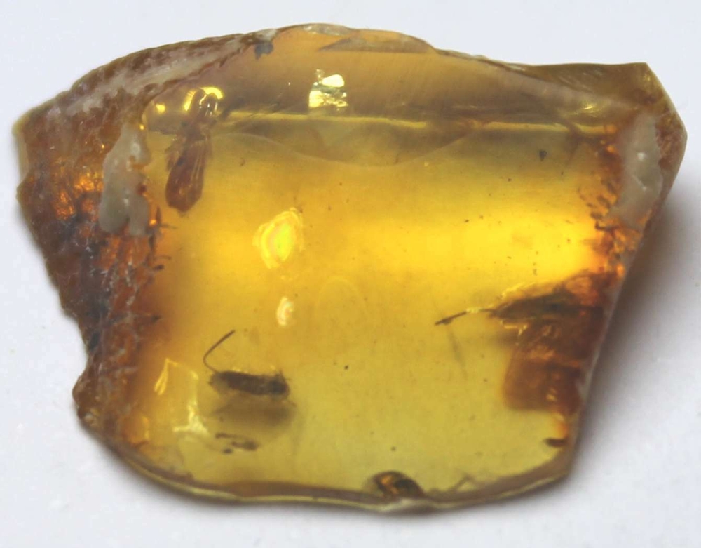 Fossil Aphis