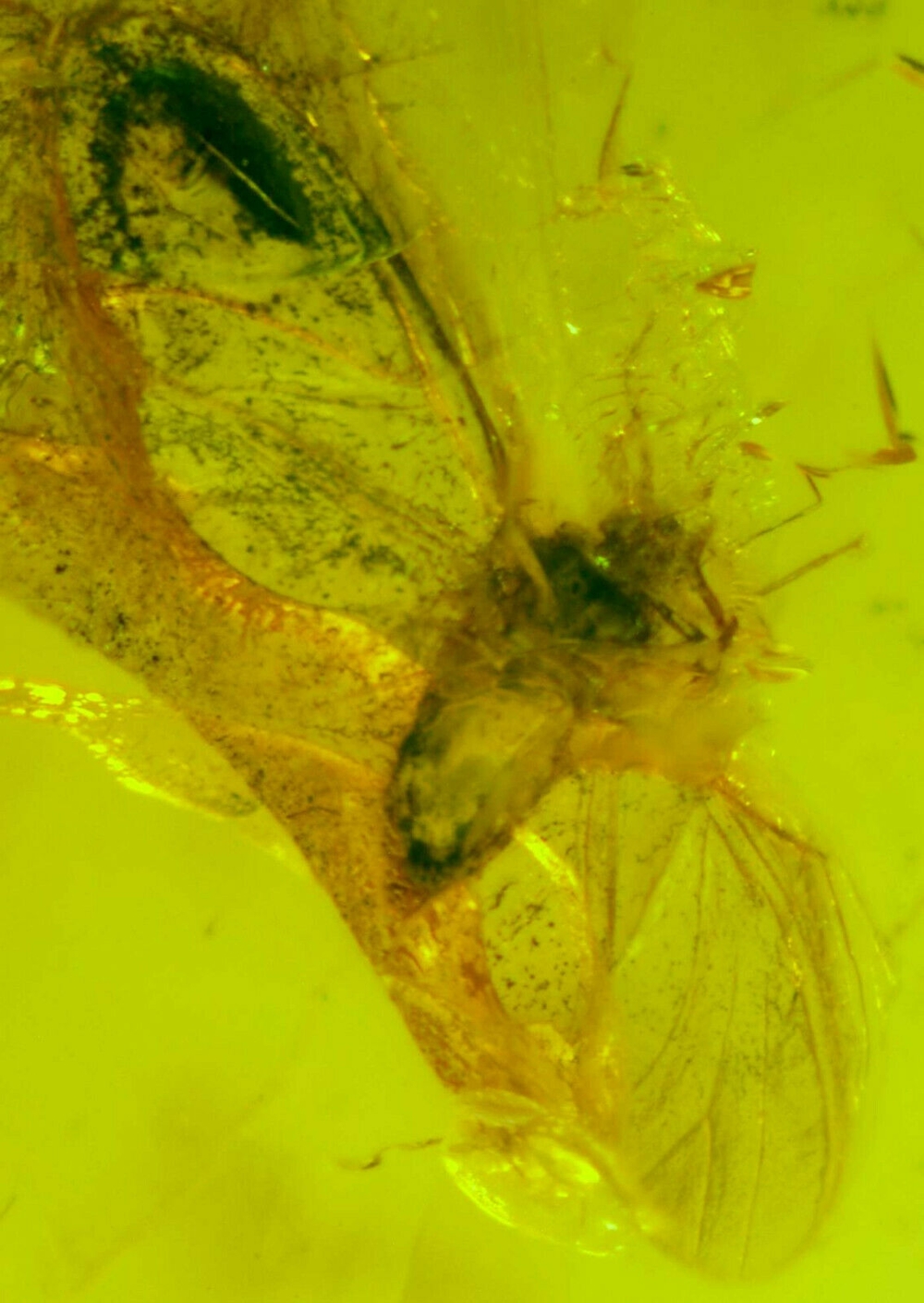 Fossil Aphis