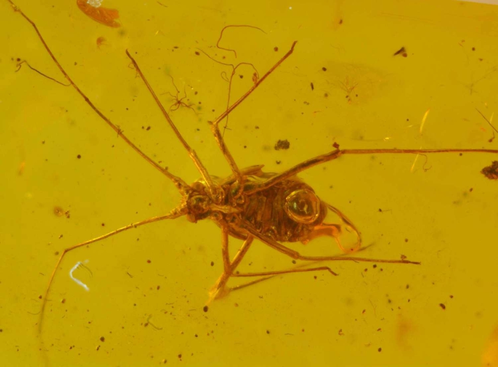 Fossil Aphis
