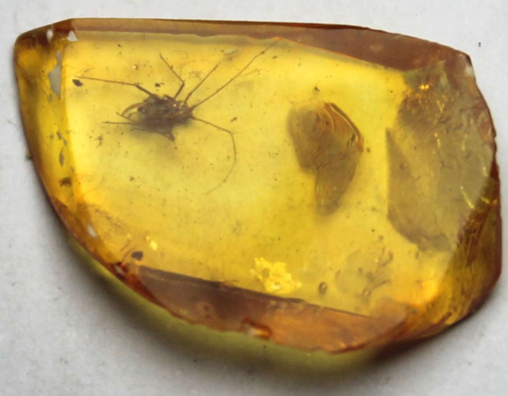 Fossil Aphis