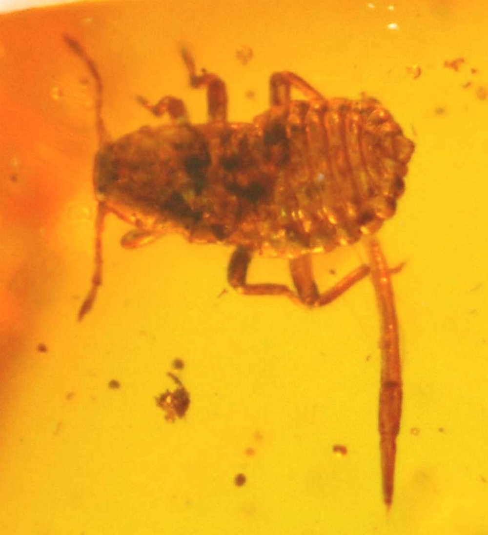 Fossil Aphis