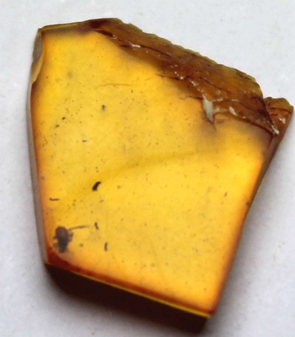 Fossil Aphis