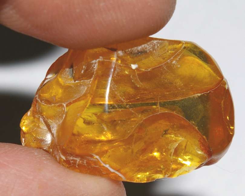 Fossil amber.jpg