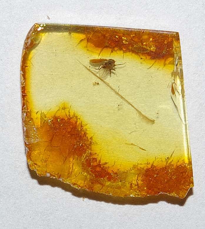 Fossil amber.jpg