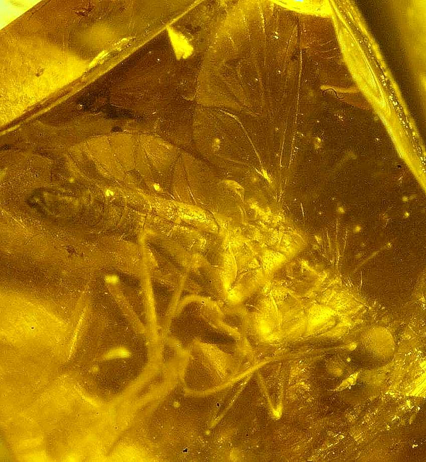 inclusion in amber Baltic.jpg