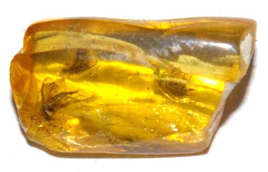 inclusion in baltic amber