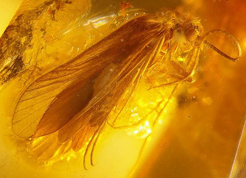 Fossil Caddisfly