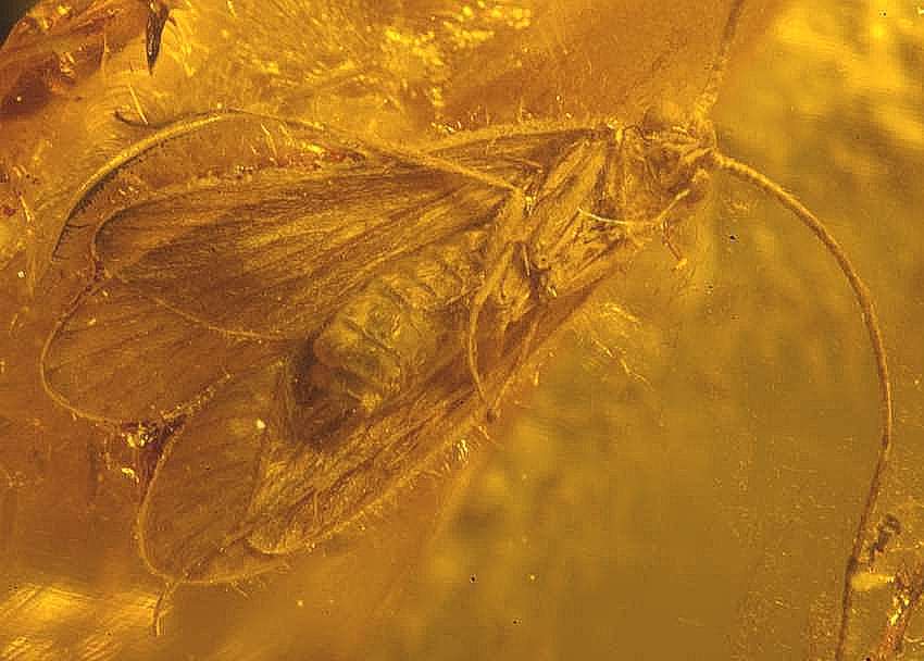 Fossil Caddisfly