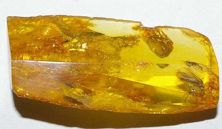 Fossil Caddisfly