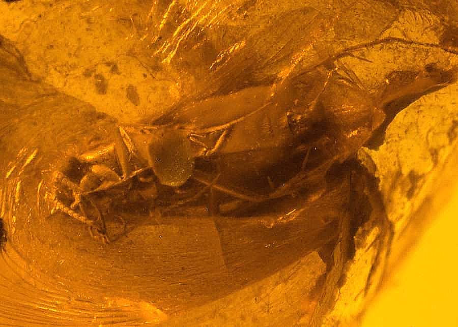 Fossil Caddisfly