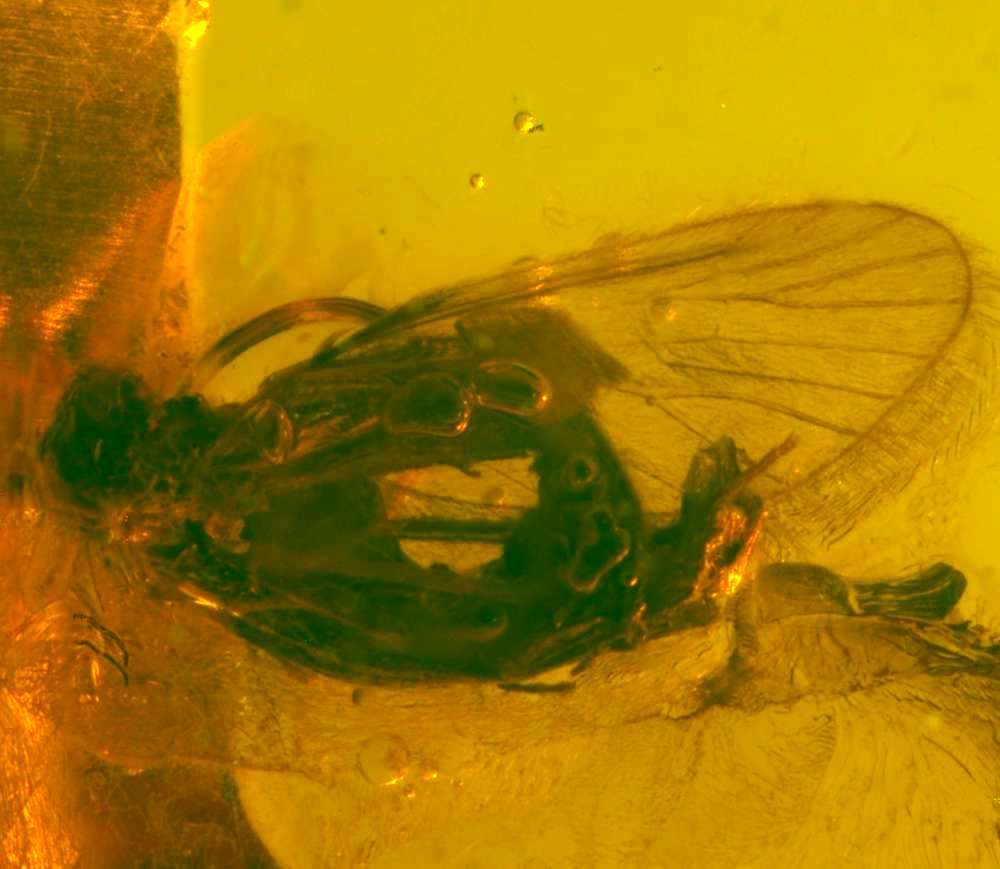 Fossil Caddisfly