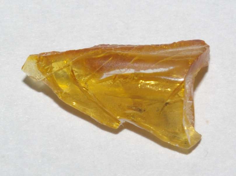 fossils fly in amber