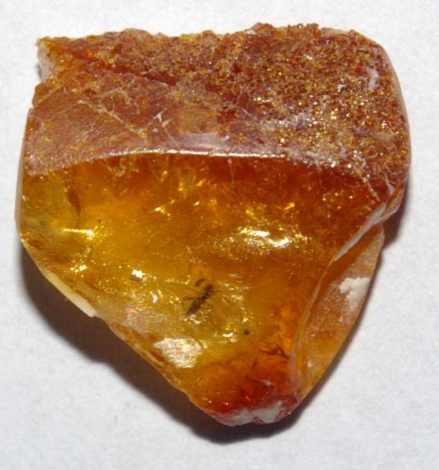 inclusion in amber Baltic