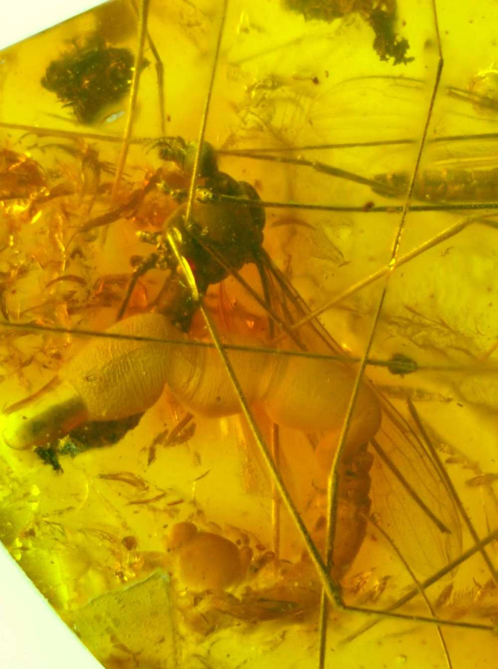 Trichoneura gracilistylus
