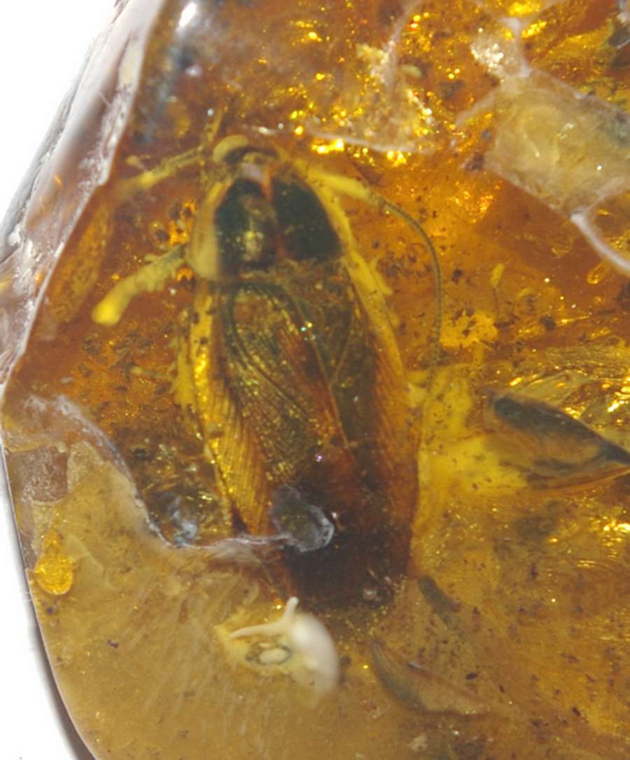 Fossil Cockroach, Blattodea