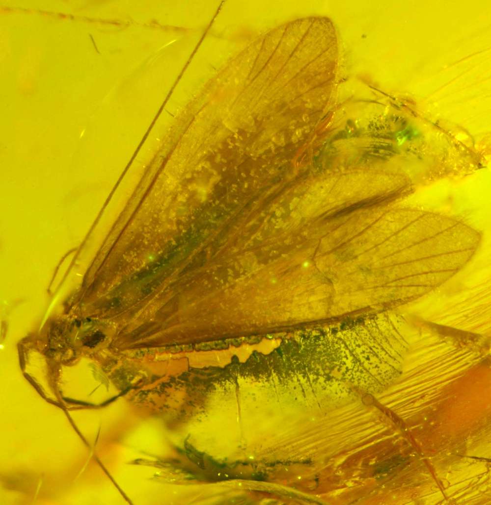 fossil butterfly