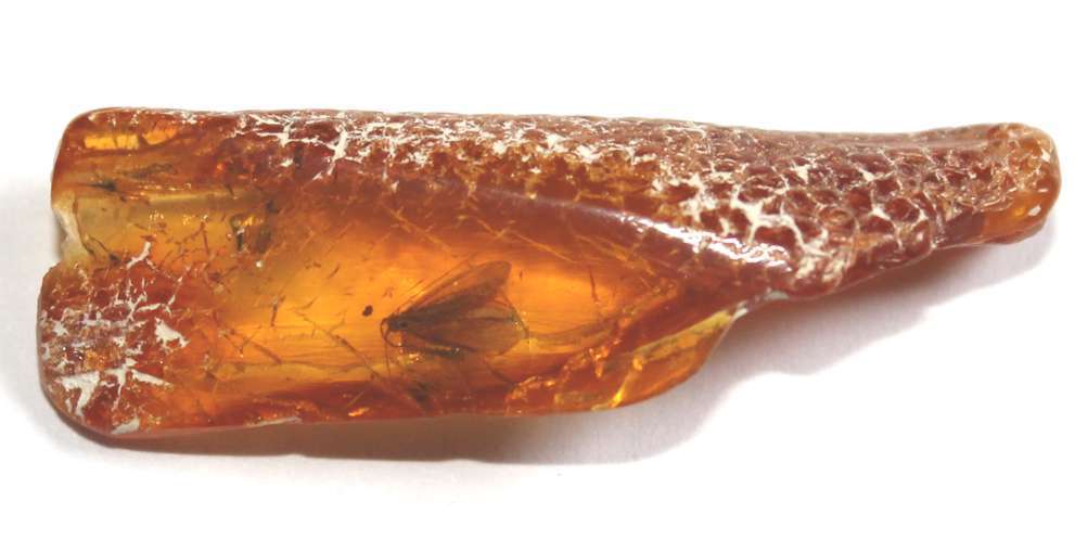  inclusion in Baltic amber, moth