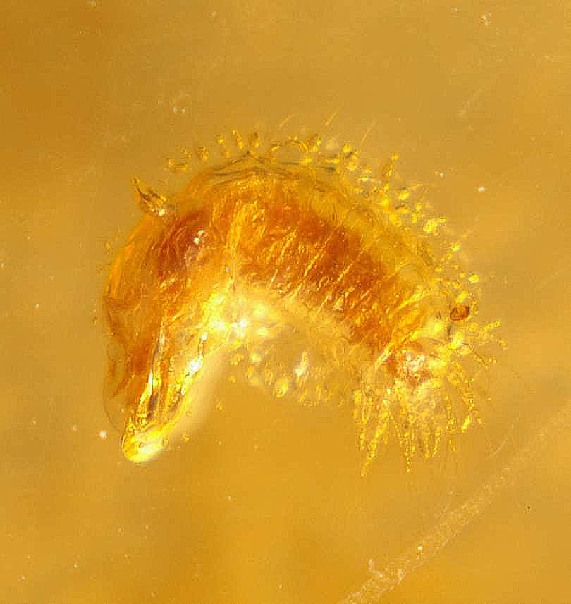 fossils larve