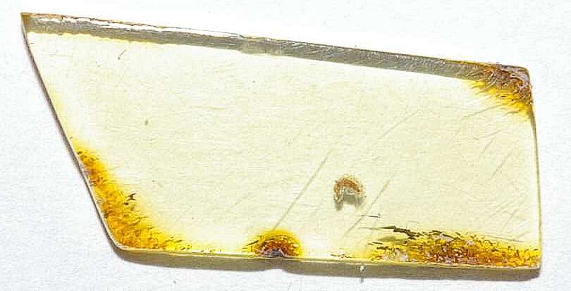  larve in amber fossil