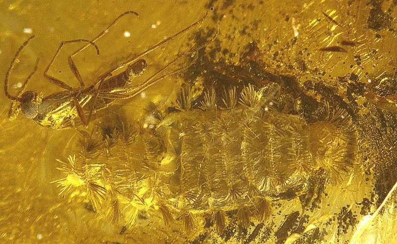 fossils myriapod