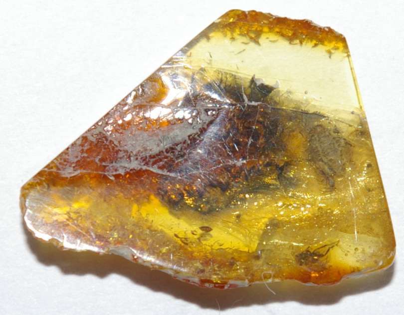  polyxenidae in amber fossil