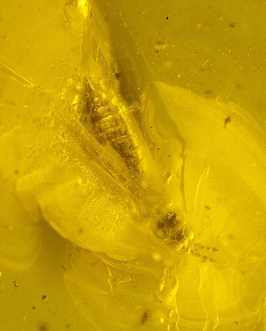fossil Trip, Thysanoptera