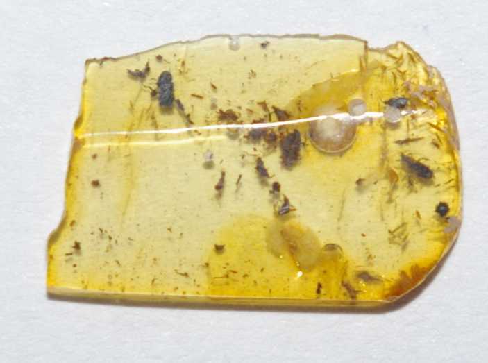 fossil Trip, Thysanoptera