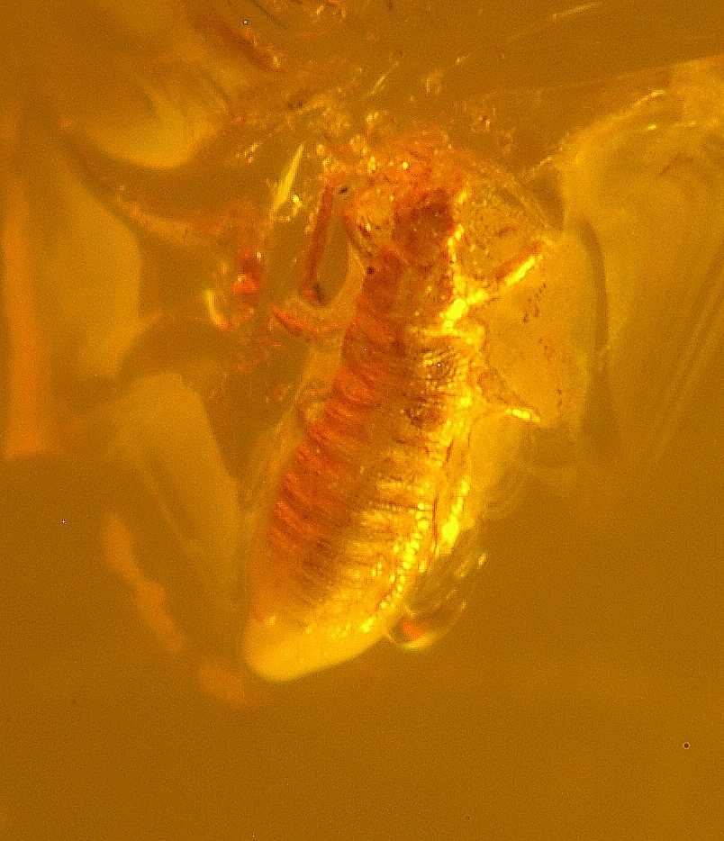fossil Trip, Thysanoptera