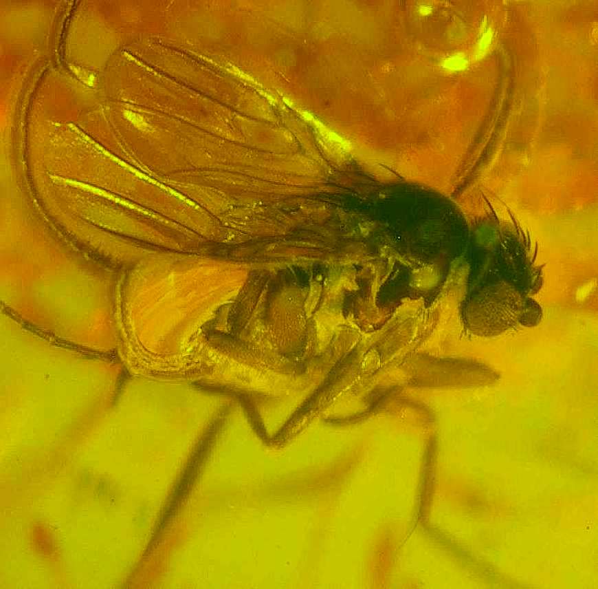 Hump-backed fly in amber Baltic.jpg