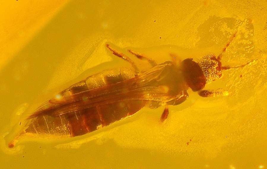 fossil Trip, Thysanoptera